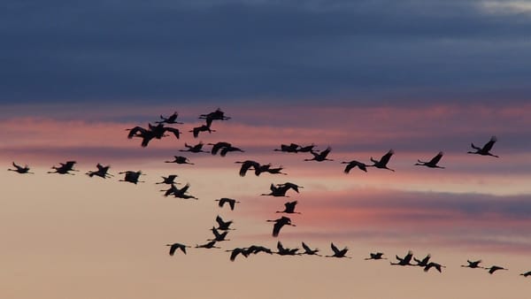 Cigüeñas en uno de sus vuelos migratorios. Foto en una puesta de sol.